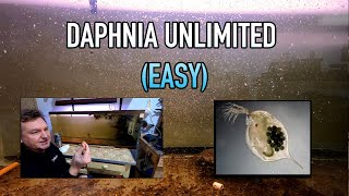 How I Raise Daphnia Water Fleas And You Can Too [upl. by Ahsilet571]