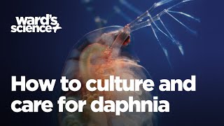 Caring and Culturing for Daphnia [upl. by Zinah]