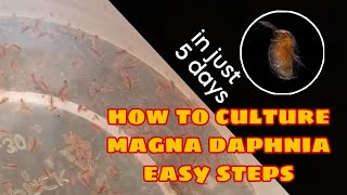 How to Culture Magna Daphnia Easily [upl. by Jasisa]