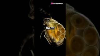 How to culture Daphnia for your Aquarium [upl. by Kenric402]