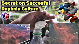 How to Culture Daphnia Successfully [upl. by Devitt]