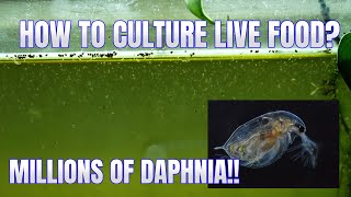 How to Culture Daphnia Secret Method to Breed MILLIONS  Simply Aquatic [upl. by Furnary]