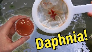 How I Culture Daphnia In Outdoor Tubs [upl. by Odraccir221]