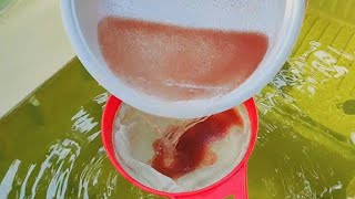 How to culture daphnia  Daphnia culture  How to grow daphnia outdoor [upl. by Tallulah]