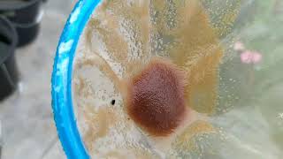 How to culture daphnia moina in a small container Part 1 English Subtitle [upl. by Oiromed292]