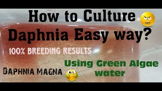 Daphnia MagnaHow to Culture Daphnia Easy wayCulturing Daphnia using Green water Daphnia [upl. by Ohce379]