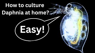 BEST Live Fish Food Beginner guide How to Culture Daphnia at home [upl. by Lienahs300]