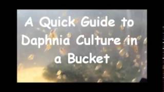 How to culture daphnia outside [upl. by Ailegnave]