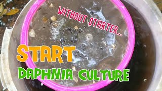 How to culture daphnia moina the easy way 1  Starting the Daphnia culture [upl. by Wildermuth]