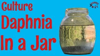 How to Culture Daphnia in a Jar [upl. by Loree389]