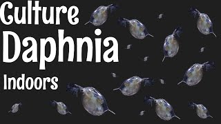 How to Culture Daphnia [upl. by Ebonee895]