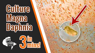 How to culture DAPHNIA MAGNA  The easy way [upl. by Waring142]