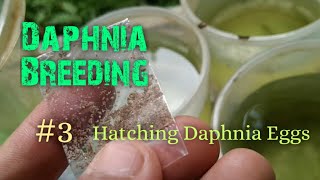 Daphnia Culture made simple and easy 3  Hatching Daphnia eggs [upl. by Lladnek]