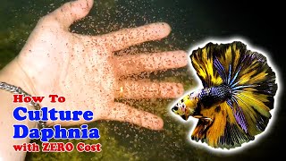 How to Culture Daphnia with ZERO Cost  Unlimited Live Food For Our Fish [upl. by Harbour]