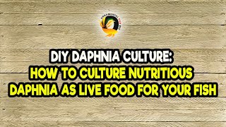 DIY Daphnia Culture How to Culture Nutritious Daphnia as Live Food for Your Fish [upl. by Ernst]