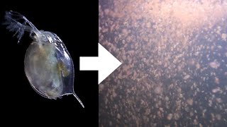 How I Culture Daphnia [upl. by Foss]