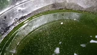 DAPHNIA MOINA CULTURE IN A SMALL BUCKET [upl. by Brasca]