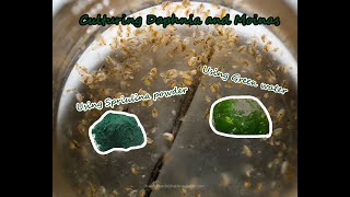 How To Culture Daphnia and Moinas using Green Water Spirulina powder [upl. by Dietz679]