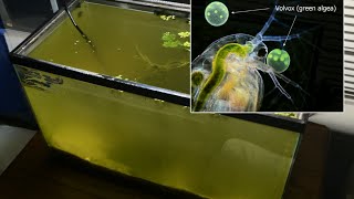 Raising Daphnia for the Freshwater Aquarium [upl. by Meibers92]