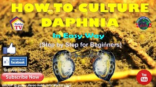 HOW TO CULTURE DAPHNIA In Easy Way [upl. by Pike]